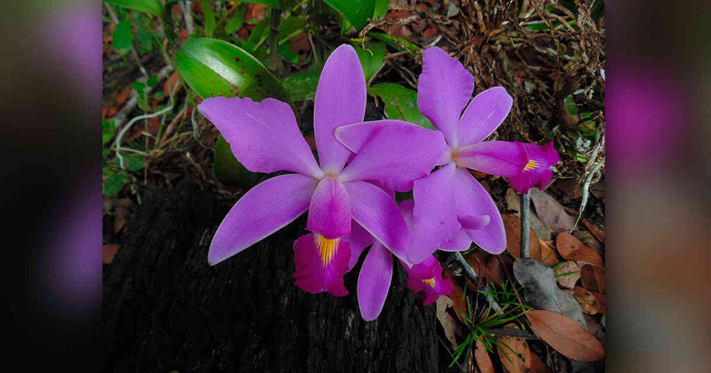 Catleya de la amazonia