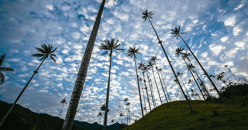 Palma de cera: Plantas nativas de Colombia