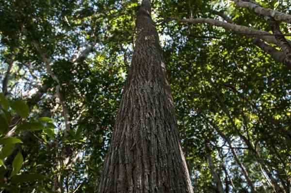 Árbol de caoba