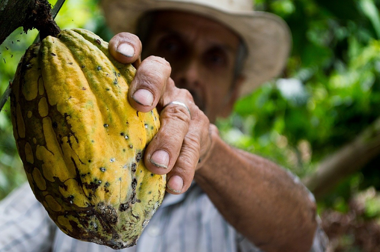 cocoa, man, colombia